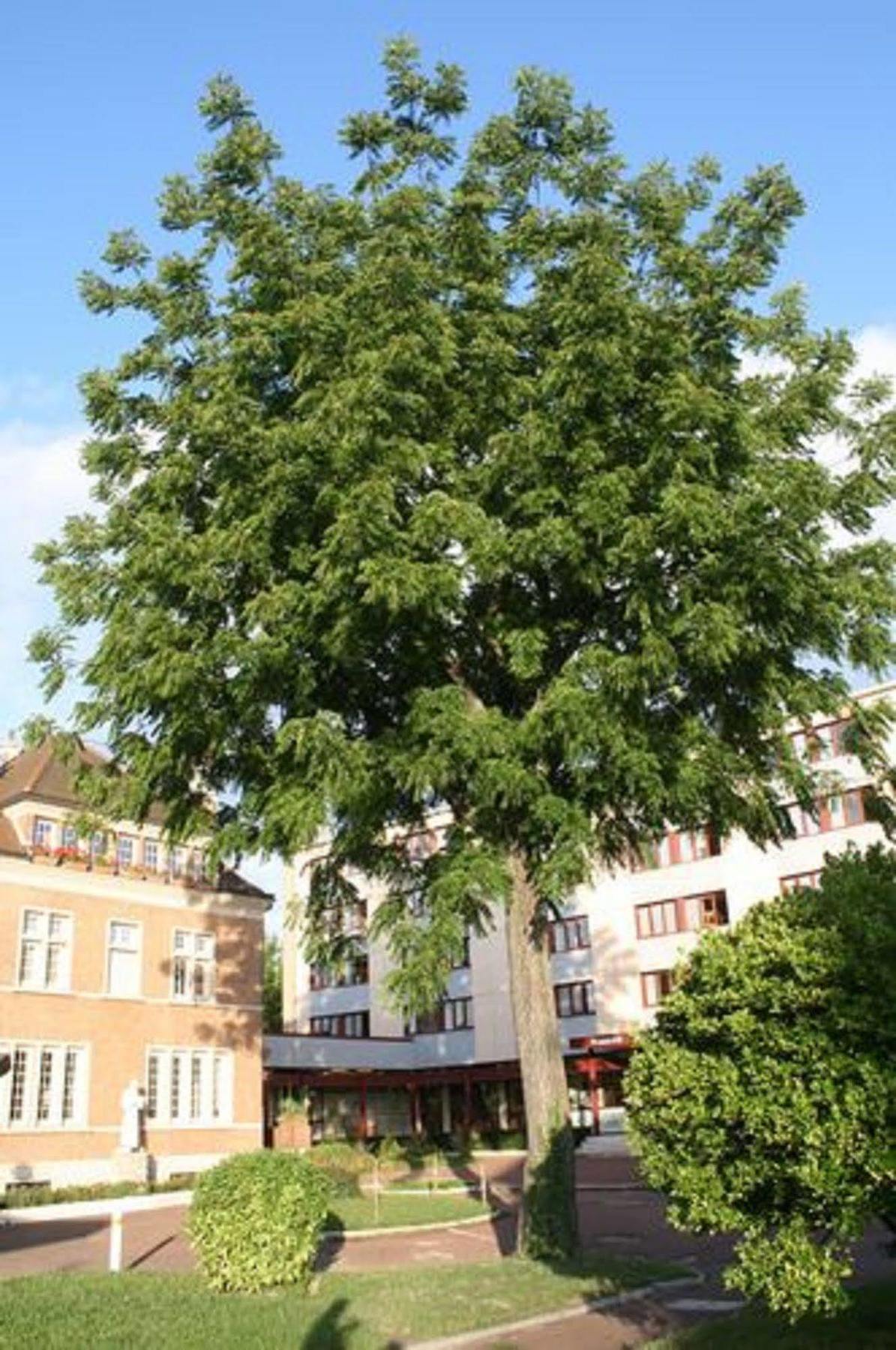 Residence Universitaire Lanteri Fontenay-aux-Roses Buitenkant foto